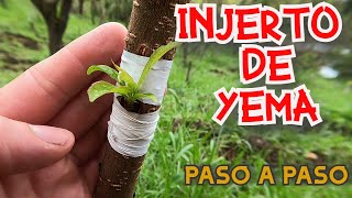 🌱INJERTO DE YEMA EN ÁRBOLES FRUTALES INJERTO EN T TUTORIAL PASO A PASO FÁCIL amp PRÁCTICO🌱✔ [upl. by Anairda]