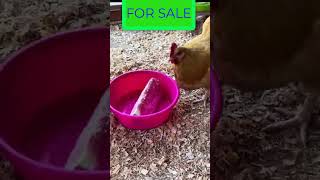 Big Offer pure Orpington chicken HENS FOR SALE Available Now Cargo to all over PakistanPetLoverSK9 [upl. by Ormand]