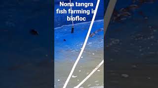 nona tangra fish farming in biofloc [upl. by Nayrda202]