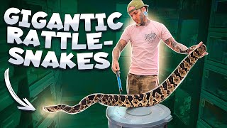 How to handle Venomous Snakes [upl. by Jandy]