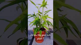 Dracaena FragransCorn plant [upl. by Yehsa]