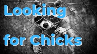 Chicken Predators  Raccoons got my chickens [upl. by Aidil]