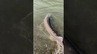 MASSIVE STURGEON Fishing sturgeon rivermonsters river fishing [upl. by Leizahaj]