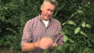 Identifying Hornbeam [upl. by Huggins]