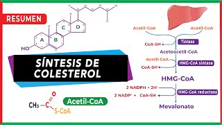 Síntesis endógena del colesterol Resumen paso a paso  Metabolismo [upl. by Aikcin]