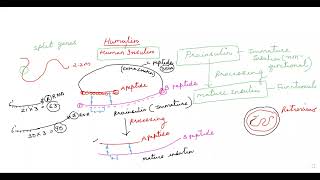 APPLICATION OF BIOTECHNOLOGYHUMULIN HUMANINSULIN [upl. by Ahsieyt]