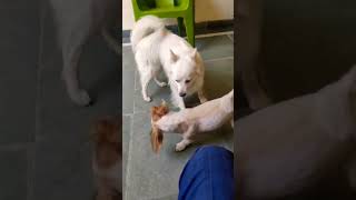 white dog chhote seMasoom dog [upl. by Woodley844]