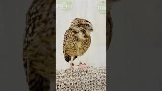 Burrowing Owl  Owl Calls and Sounds [upl. by Trish]