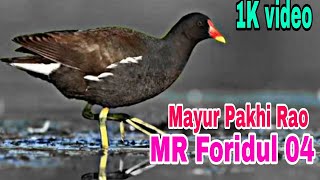 Mayur Pakhi Rao video MR Foridul 04 [upl. by Fernando]