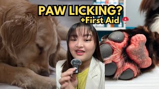 Dog Paw Infection  Signs First Aid [upl. by Assylem]