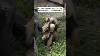 Adorable Anteater Dad Carries His Family on His Back 🐜❤️ [upl. by Isayg835]