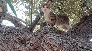 Mabel in the olive tree 😍 [upl. by Vic]