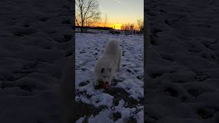 Ruby the Samoyed playing with her pig toy in snow dogshorts [upl. by Lody430]