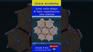 Livercells shape and their organization into lobules ncp education [upl. by Lapo]