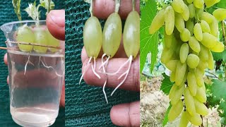 Simple method propagate grape tree with water growing grape tree at home [upl. by Martine]