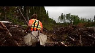 Why Ontario Planting is Better  15 trees a minute 1 every 4 Seconds at 10 cents [upl. by Rosabelle500]