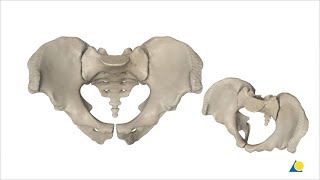 Pelvis  Sacroiliac Joint and Pubic Symphysis Disruption  Reduction and Fixation Methods [upl. by Aniraz]