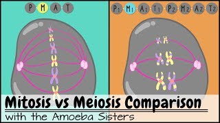 Mitosis vs Meiosis Side by Side Comparison [upl. by Arrakat]