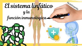 El sistema linfático y la función inmunológica [upl. by Dyolf]