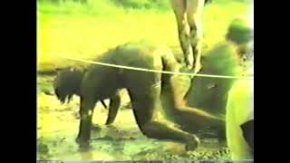 Mud Wrestling Edzell 1983 [upl. by Aloibaf360]