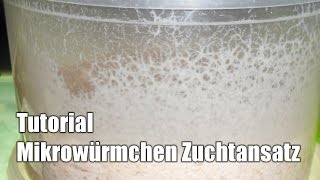 Anleitung Mikrowürmchen Zuchtansatz  How to culture Microworms Tutorial [upl. by Lecirg]