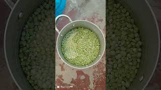 Pigeon peas MercyNguku The World Trailler 🌎🌎 [upl. by Eisinger]