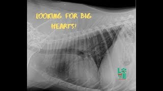 Enlarged heart  Veterinary Video [upl. by Esinaj]