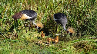 A pair of Grey Crowned Crane with their chicks [upl. by Ahsiadal]