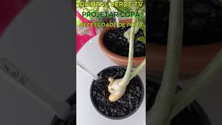 PROJETAR COPA DE ROSA DO DESERTO Shorts 2018 adenium rosadodeserto bonsai plants plantas [upl. by Marcellina]