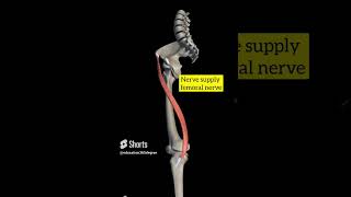 sartorius muscle [upl. by Hsejar]