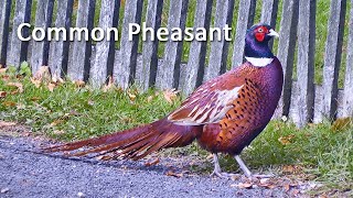 Common Pheasant or Ringnecked Pheasant [upl. by Gaut220]