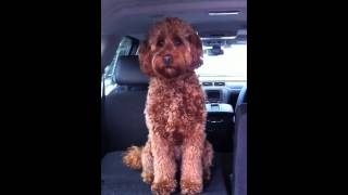 Labradoodle Howling [upl. by Cramer]