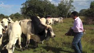 Reg Brahman Cows bred to JDH MR MANSO 809 5 B 873367 [upl. by Onra]