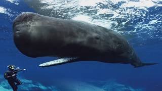 Sperm Whales Clicking You Inside Out — James Nestor at The Interval [upl. by Now]