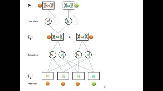 Aufstellen von Kreuzungsschemata  Mendel Teil 2 Monohybride Erbgänge [upl. by Guerra407]