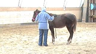 Basic Groundwork with 9 Month Old QH Yearling [upl. by Federico]