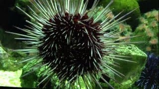 Sea Anemone in Aquarium Seeanemone [upl. by Ahsemal439]