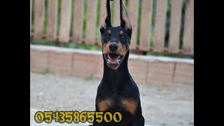 Satılık yavru Doberman [upl. by Aibar668]