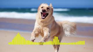 Dog Barking  Ringtone short [upl. by Aseret562]