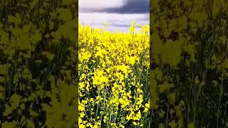 germany europe drone farming flowers green yellow fields eschborn frankfurt [upl. by Cathie]