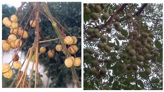 Chinaberry  Melia azedarach Beadtree Neem Tree trees neem chinabarry nature beautiful [upl. by Wylie]