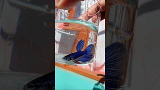 How to keep Betta fish active🦈😍🔥bettafish aquarium shorts [upl. by Airamzul388]