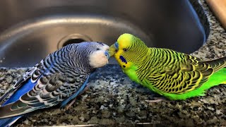 Sleepy parakeets play and feed each other [upl. by Forester]