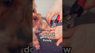 DIY Dog Nail Trimming A StepbyStep Guide [upl. by Brit77]