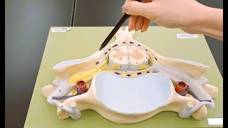 Spinal Cord Cross Anatomy  Made Easy [upl. by Ayad343]