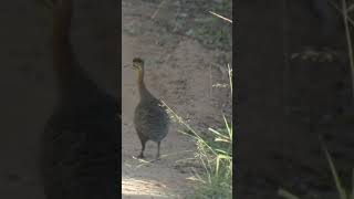 Perdiz Rhynchotus Rufescens passaros ornithology birds nature birdsounds animals [upl. by Octavius]