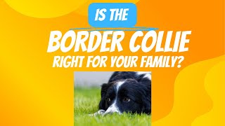 Border Collies The Best amp Worst Things About Them [upl. by Attekahs]