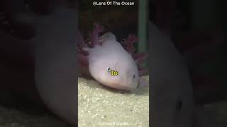 Axolotl  The Cutest and Most Exotic Animal In The World [upl. by Thomsen]