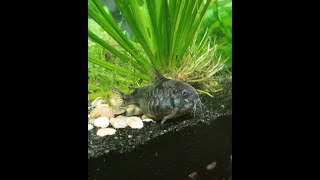 My Corydoras Catfish Peppered CoryCats [upl. by Neetsuj]