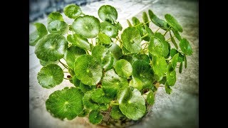 Grow thankuni DOLLARWEED moneyworts pennywort Hydrocotyle umbellata  गोटू कोला  পয়সা পাতা [upl. by Heinrike]